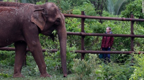 elefant2