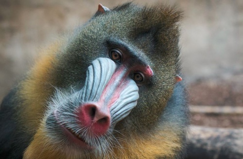 mandril