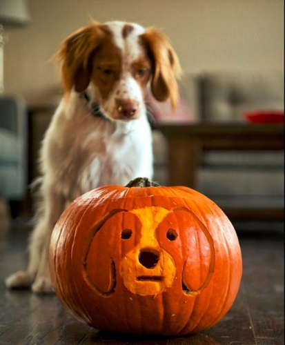 allati_halloween1