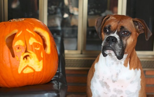 allati_halloween2