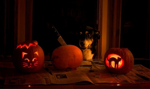 allati_halloween4
