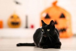 Állati Halloween tökök