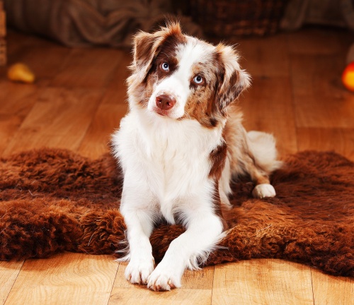 aktiv_australian_shepherd