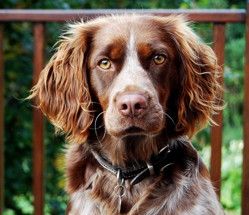aktiv_brittany_spaniel