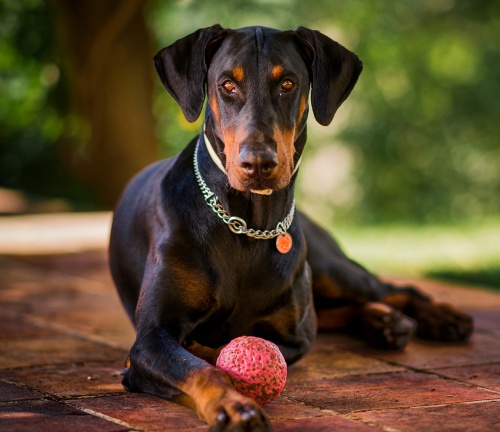 aktiv_doberman