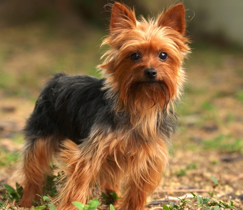 aktiv_yorkshire_terrier