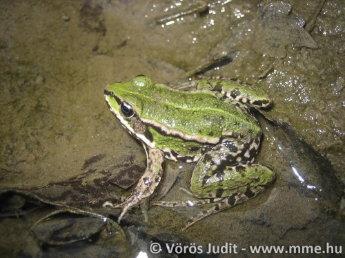 pelles_001_f_voros_judit_c