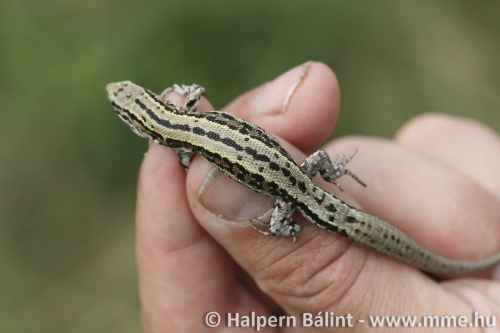 zooviv_006_f_halpern_balint_c