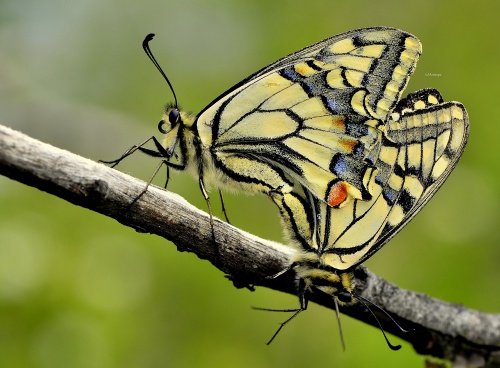 papilio1