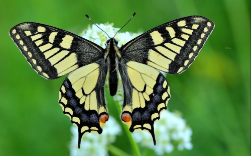papilio2