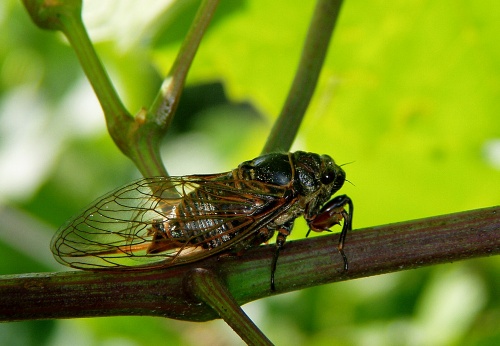 tibicina_haematodes_koczor_sandor