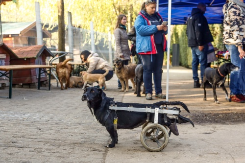 black_cat_day_foto_-_nagy_balzs2