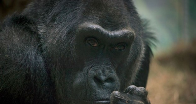 Megoperálták Colot, a világ legöregebb gorilláját