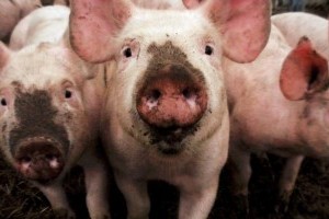 Magyarország határában a sertéspestis: fontos a megelőzés