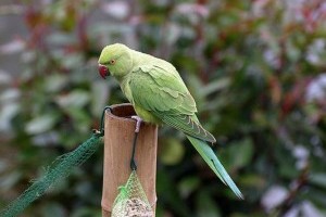 Az otthonokból kiszökött egzotikus madarak veszélyt jelentenek az őshonos madarakra