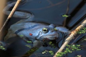 2017 év kétéltűje a mocsári béka
