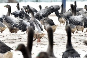 Madárinfluenza - A járvány 230 gazdaságot érintett az országban