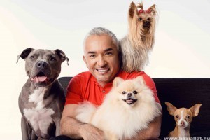 Visszatér „A csodálatos kutyadoki”!-Cesar Millan újra Magyarországon