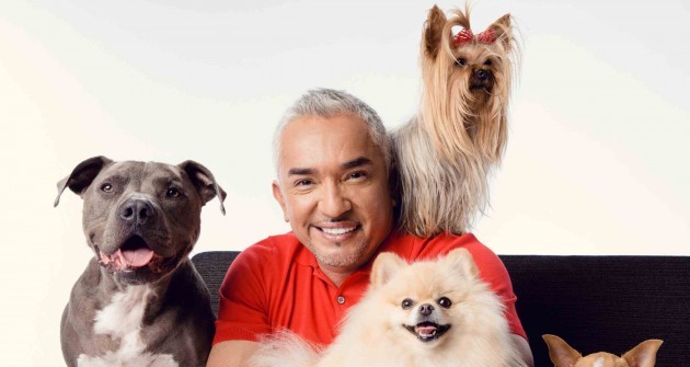 Visszatér „A csodálatos kutyadoki”!-Cesar Millan újra Magyarországon