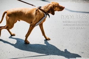 Demény, az első számú magyar celEbvizsla