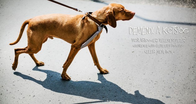 Demény, az első számú magyar celEbvizsla