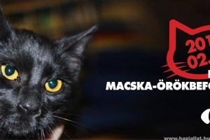 Rendkívüli macska-örökbefogadó nap a Rexnél