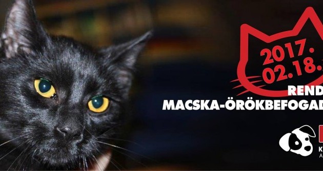 Rendkívüli macska-örökbefogadó nap a Rexnél
