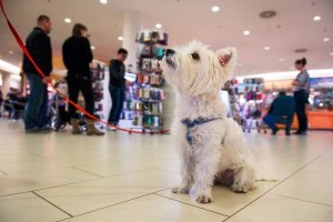 Minden kilencedik vásárló a kutyáját is magával hozza