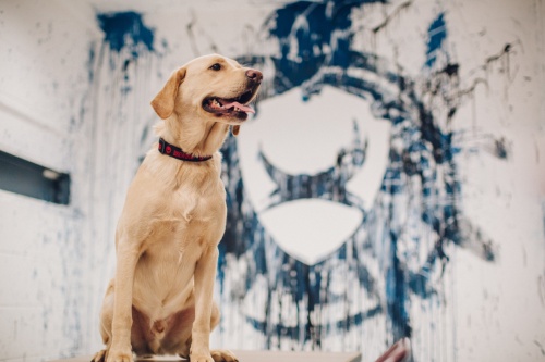brewdog_sorfozde1