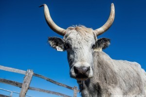 Biotermék lesz a magyar szürke szarvasmarha?