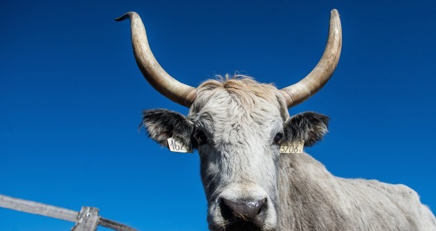 Biotermék lesz a magyar szürke szarvasmarha?