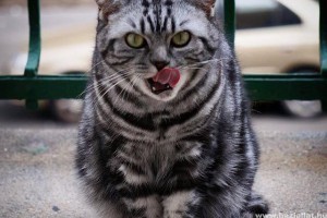 Puszi, Erzsi! a tonhalról is lemond a jó ügy érdekében