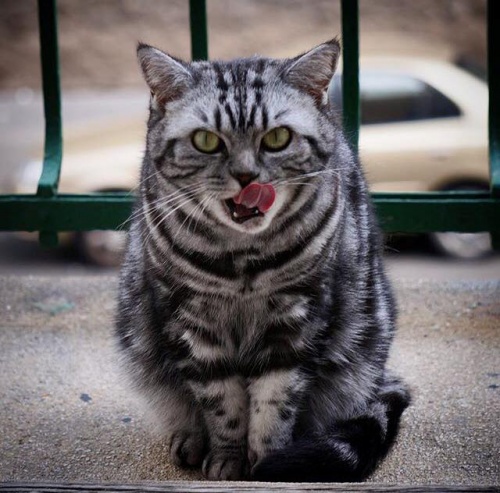 puszi