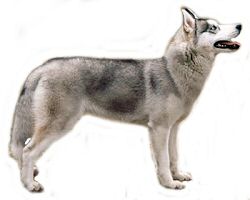 Szibériai husky, a gyors és elegáns munkakutya