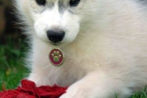 Szibériai husky, a gyors és elegáns munkakutya