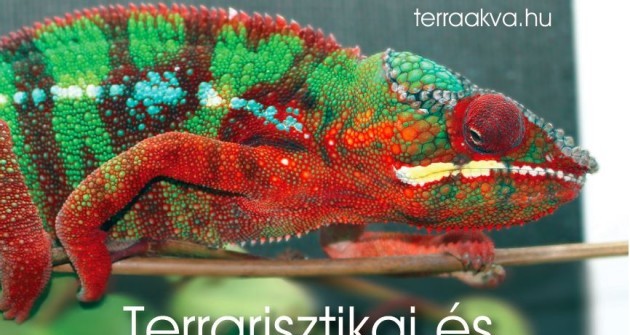 Magyarország legnagyobb terrarisztikai börzéje, a TerraAkva április 9-én újra Budapesten!