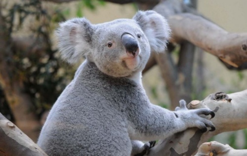 koala1