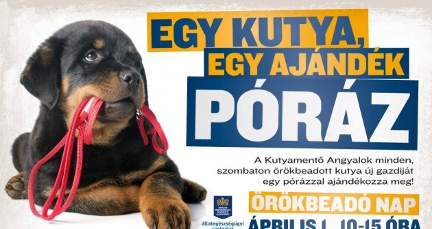 Nem áprilisi tréfa! Kutyák és macskák várják új gazdáikat az Illatos úton