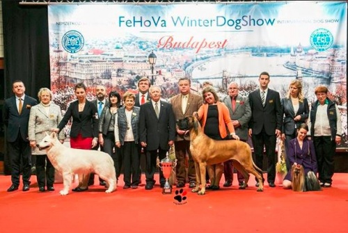 bestinshow