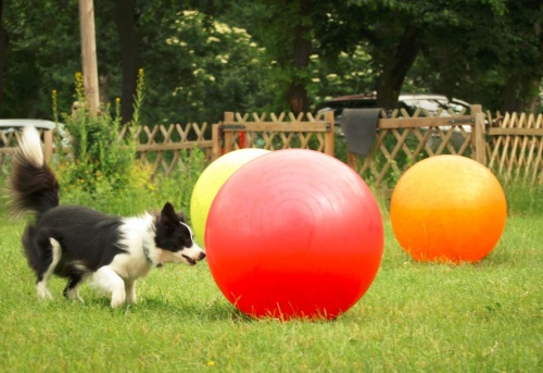 treibball