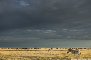 A természet törvényei képekben - így fotózd a vadvilágot!