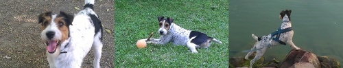 vito