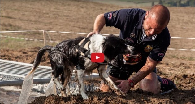 Elég kemény vagy? Jön a Hard Dog Race 2.0