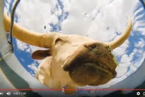 Kamera egy vödör vízben - a sikeres itatóvideó