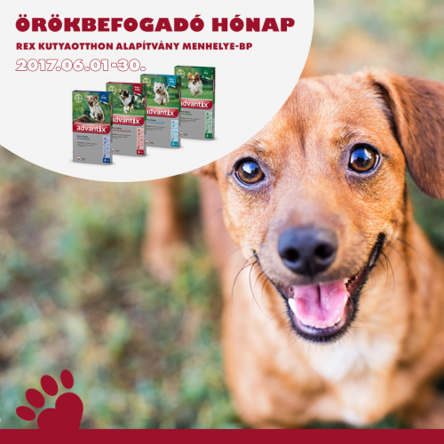 okorbefogado_honap
