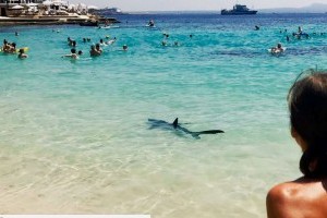 Sérült kékcápa okozott pánikot több mallorcai strandon
