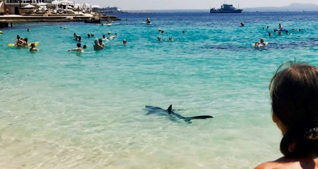 Sérült kékcápa okozott pánikot több mallorcai strandon