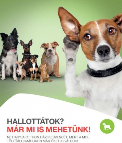 mol_kutya