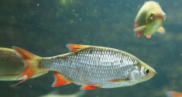 Transzneművé válnak a halak a szennyvizekbe kerülő vegyi anyagok miatt