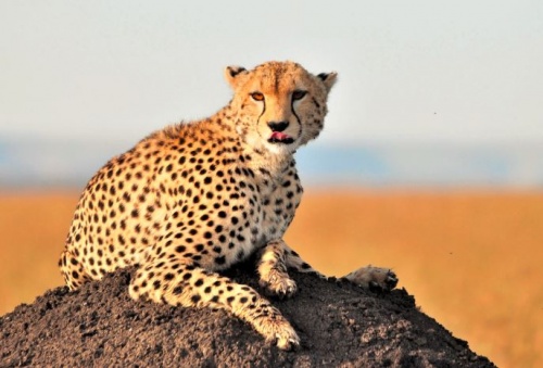 gepard